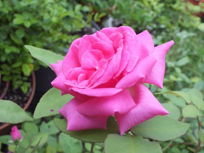  photo zephrine_zpsf7a73edd.jpg